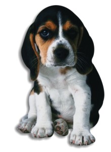 cucciolo